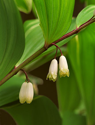 Bells (Solomon Seal) ©