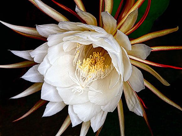 Night Blooming Cereus ©