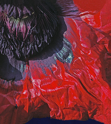 Red Poppy Quarter ©