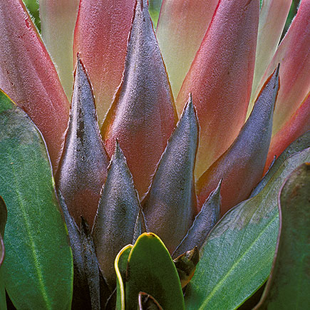 Protea ©