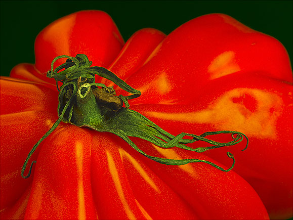Tomato Stem ©